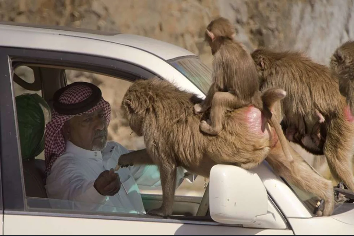 السعودية مقطع تعذيب قرود الباوبون