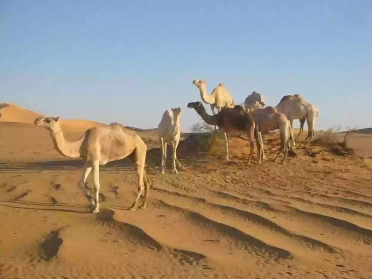 السدحان وش يرجعون؟ أصل وديرة السدحان